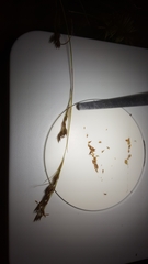 Rhynchospora inexpansa