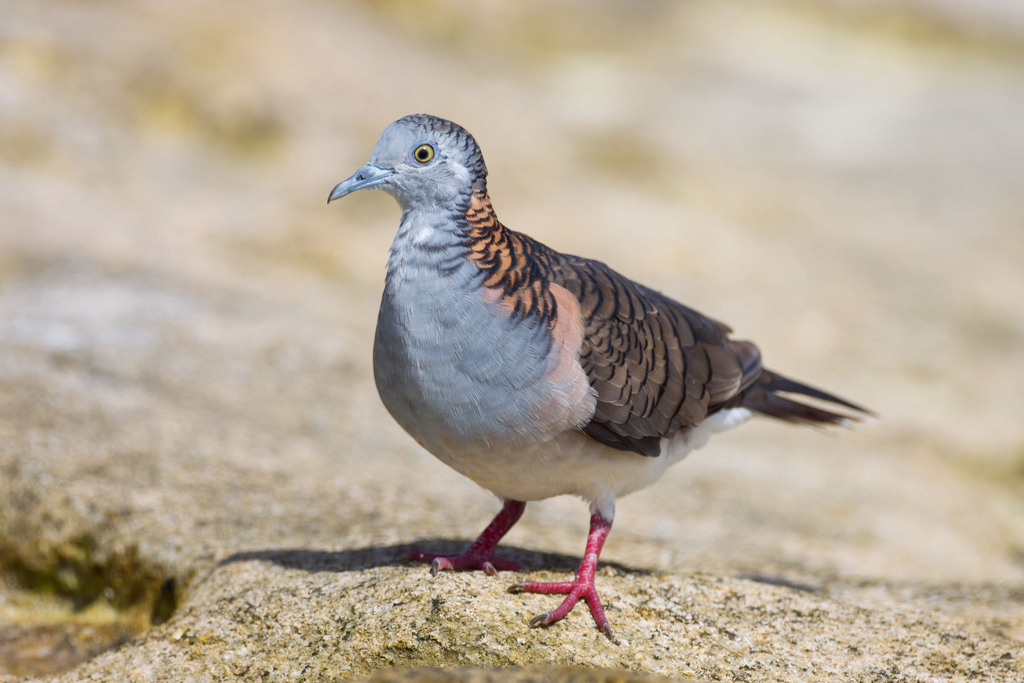 Bar-shouldered Dove photo