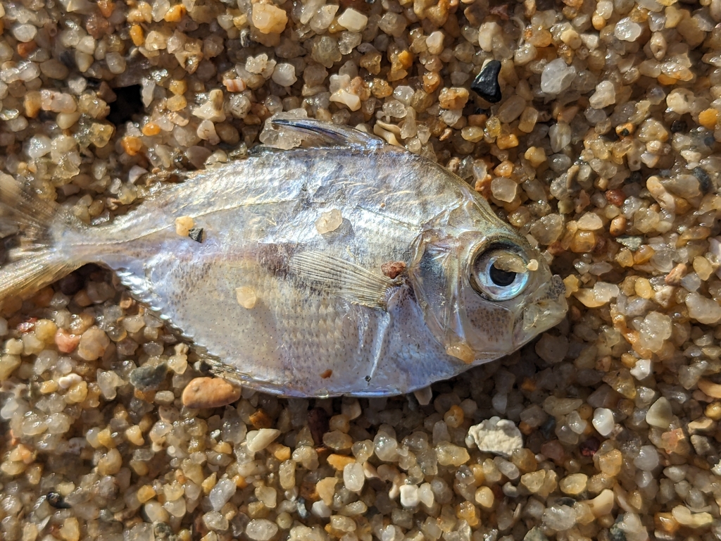 Rapson's Ponyfish