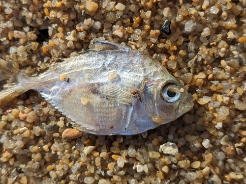 Eubleekeria rapsoni