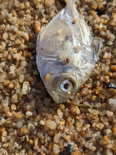 Eubleekeria rapsoni (Eubleekeria rapsoni)