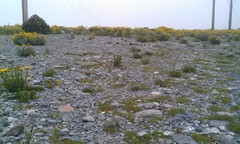 Villadia aristata