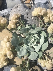 Physaria didymocarpa