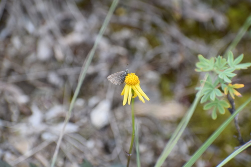 Image of Packera cymbalaria by (c) Syd Cannings, some rights reserved (CC BY)