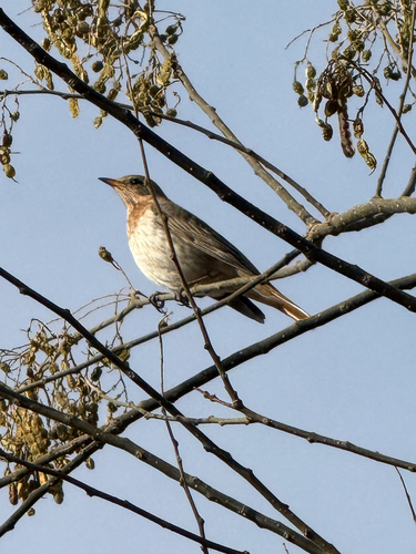 Red-throated Thrush