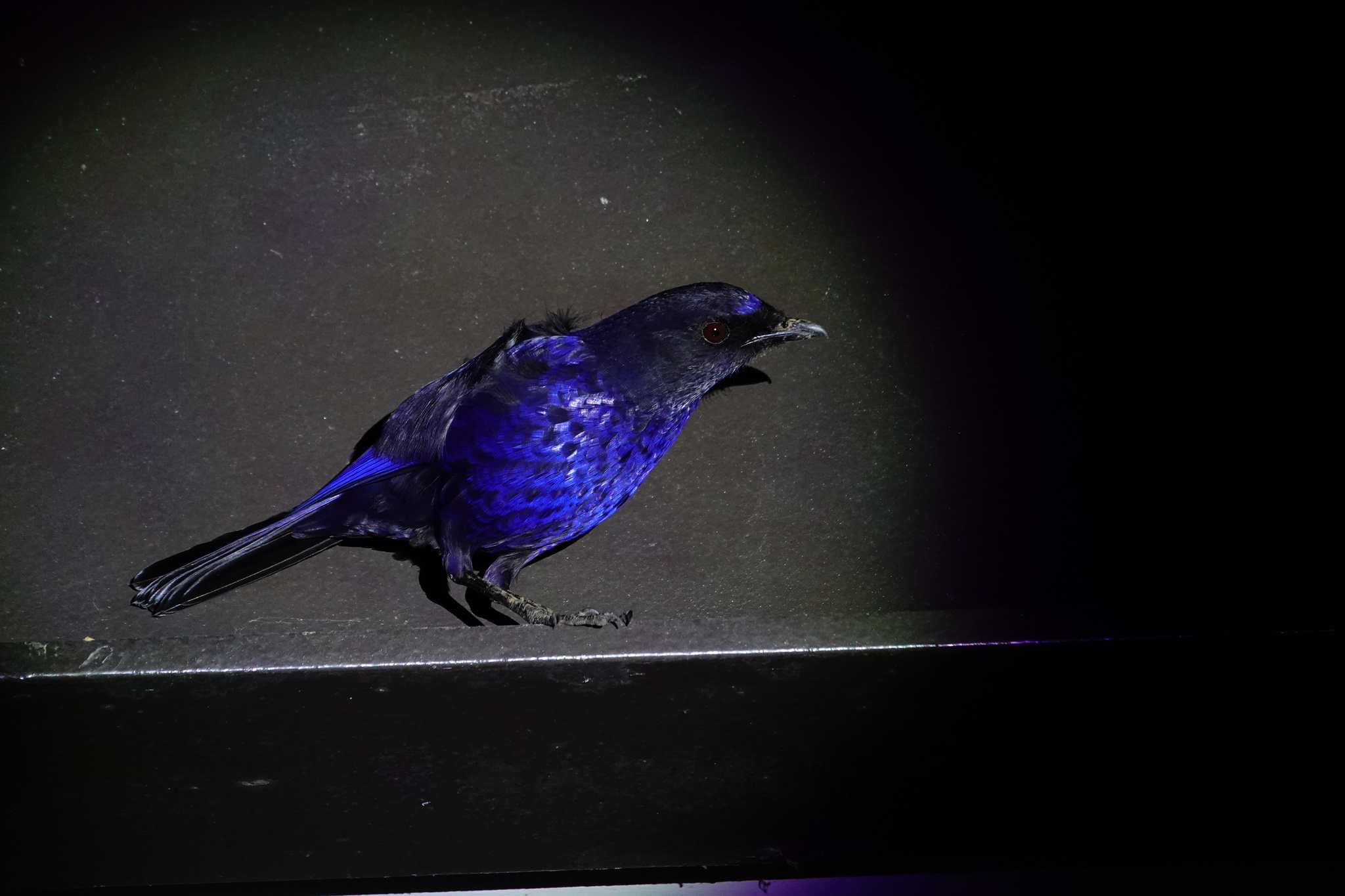 Taiwan Whistling-Thrush illustration