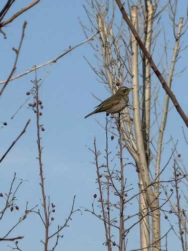 Black-throated Thrush