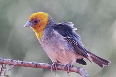 Ploceus sakalava