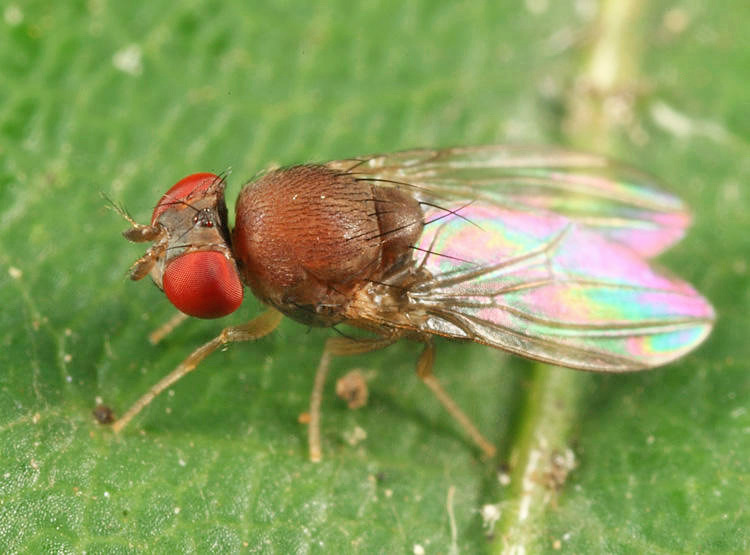 Amiota minor