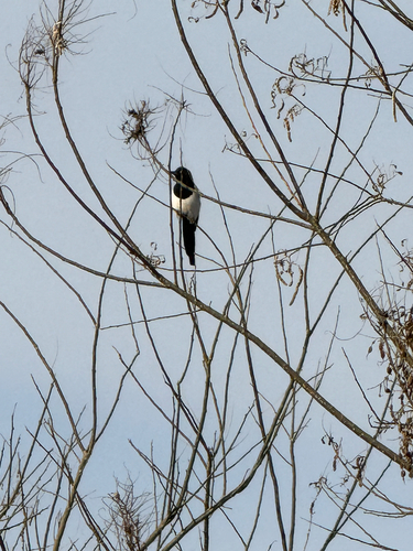 Oriental Magpie