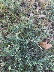 Erigeron divaricatus