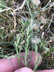 Erigeron divaricatus
