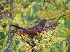 Pipilo maculatus oregonus