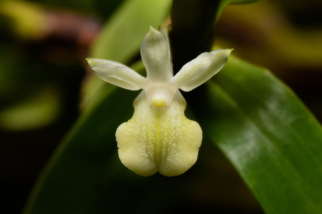 Dendrobium connatum (Blume) Lindl.
