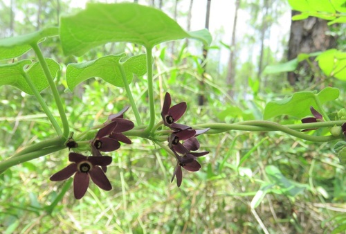 Matelea floridana image