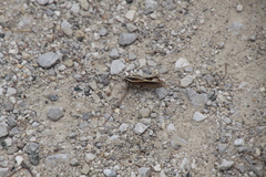 Calliptamus barbarus