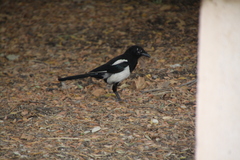 Pica pica