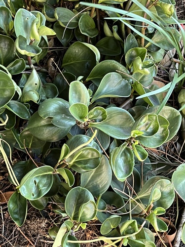 Spoonleaf peperomia