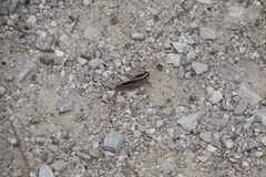 Calliptamus barbarus