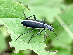Epicauta cinctipennis