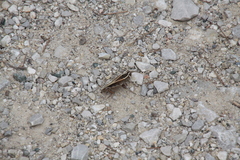 Calliptamus barbarus