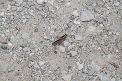 Calliptamus barbarus