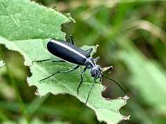 Epicauta cinctipennis