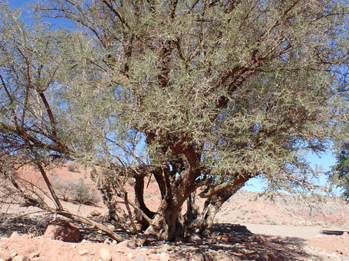 Argan tree