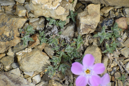 Image of Phlox richardsonii by (c) Syd Cannings, some rights reserved (CC BY)