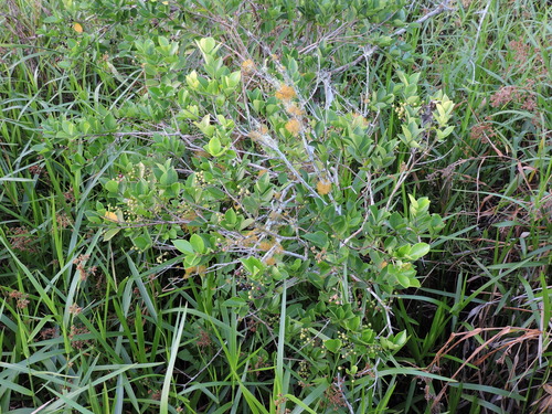 Myrcia multiflora, photograph 2