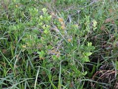 Myrcia multiflora, photograph (c) Fabrício Mil Homens Riella, some rights reserved (CC BY)