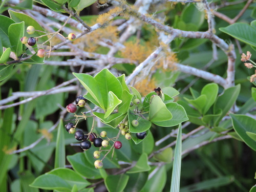 Image of Pedra Hume (Myrcia multiflora) by (c) Fabrício Mil Homens Riella, some rights reserved (CC BY)