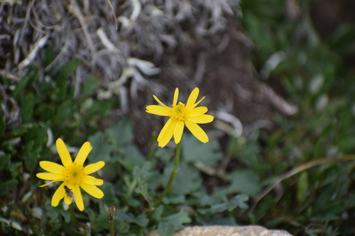 Image of Packera cymbalaria by (c) Syd Cannings, some rights reserved (CC BY)