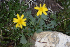 Packera cymbalaria