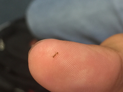 Monomorium pharaonis