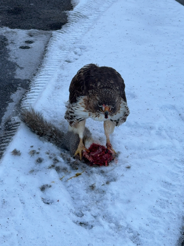Eastern Red-tailed Hawk photographed in New Hampshire