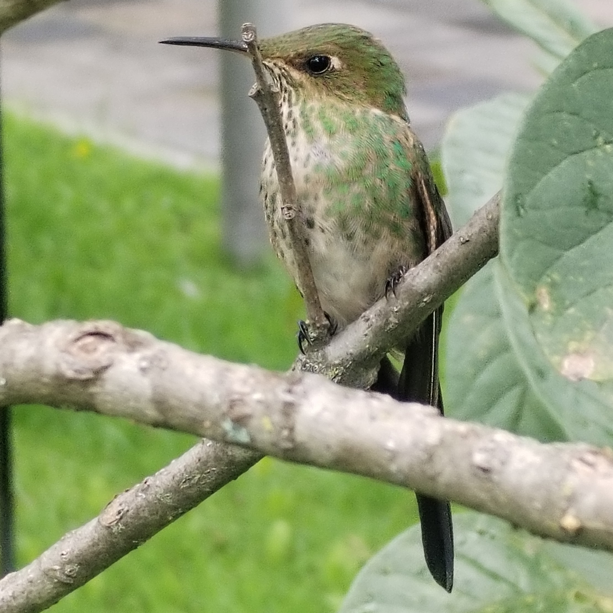 Black-tailed Trainbearer (Lesbia victoriae), photo 5