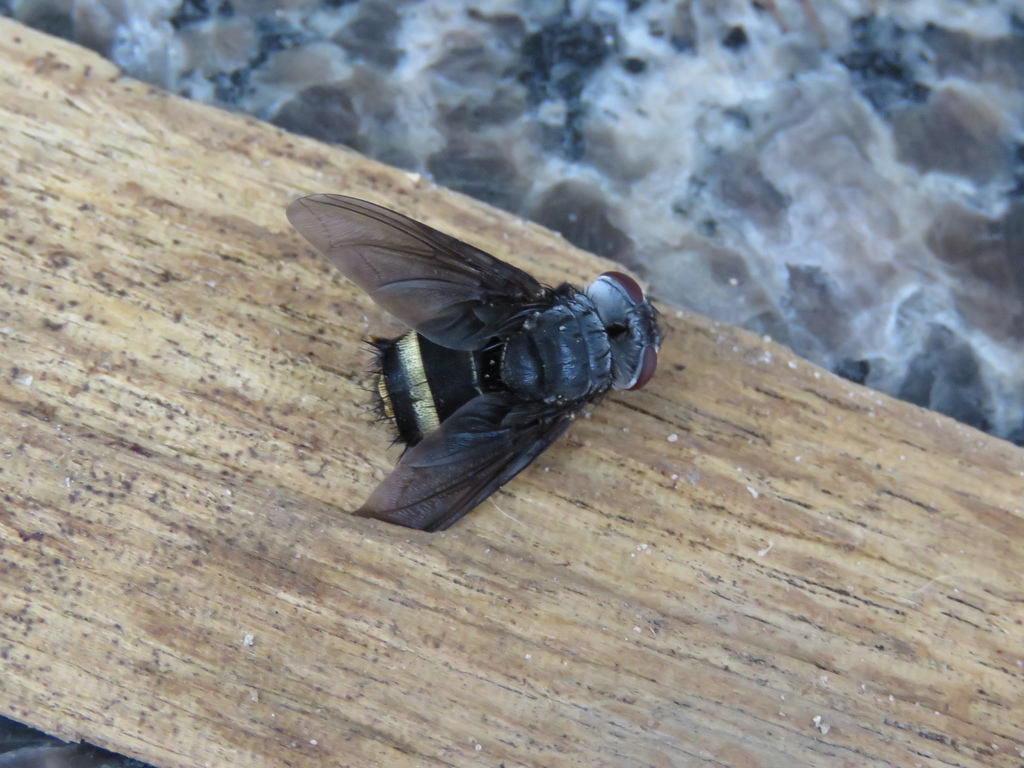 Belvosia bicincta