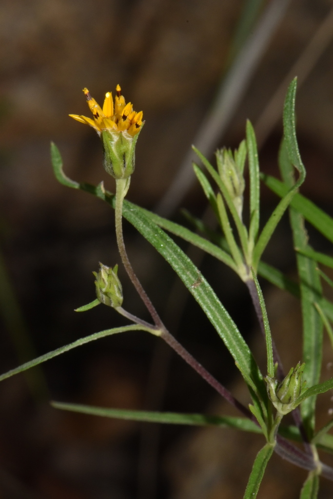 Wedelia greenmanii