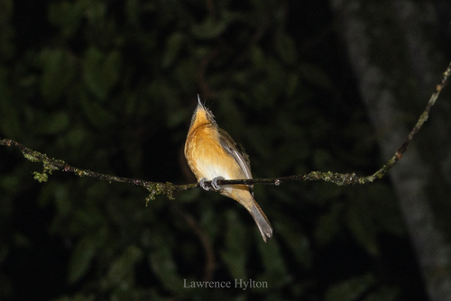 Dayak Blue Flycatcher (Cyornis montanus), photo 8