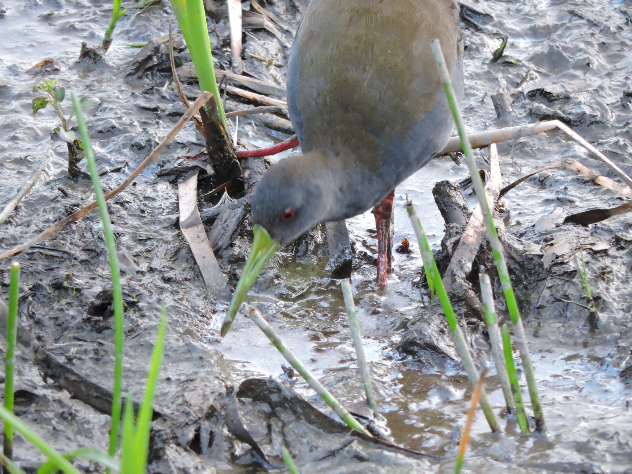 Blackish Rail (Pardirallus nigricans), photo 5