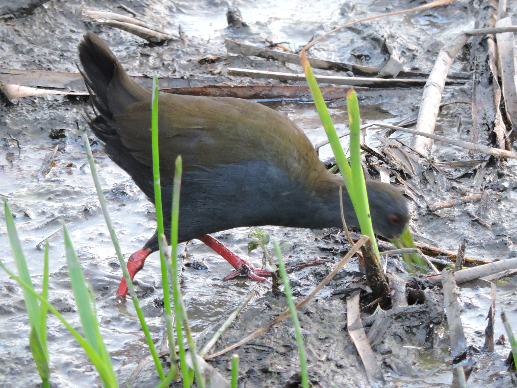 Blackish Rail (Pardirallus nigricans), photo 4