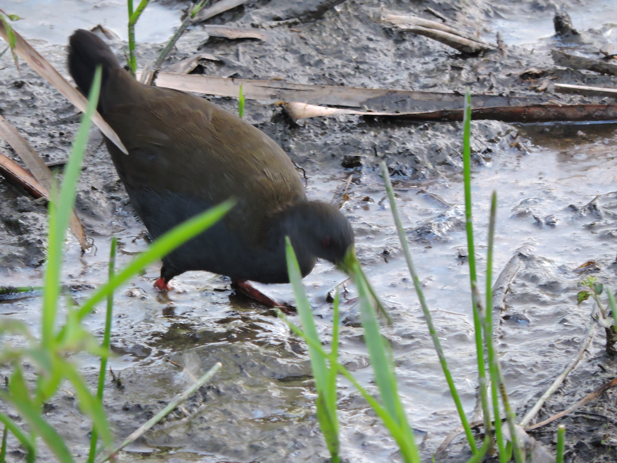 Blackish Rail (Pardirallus nigricans), photo 6