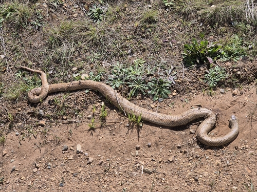 Eastern Brown Snake sighting