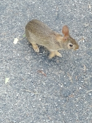 Sylvilagus floridanus