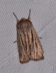 Leucania porphyrodes