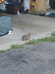 Sylvilagus floridanus