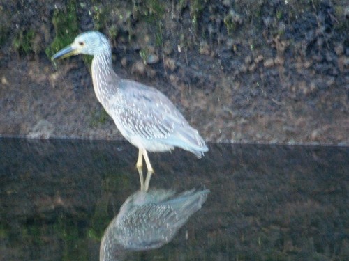 iNaturalist observation photo of Yellow-crowned Night Heron