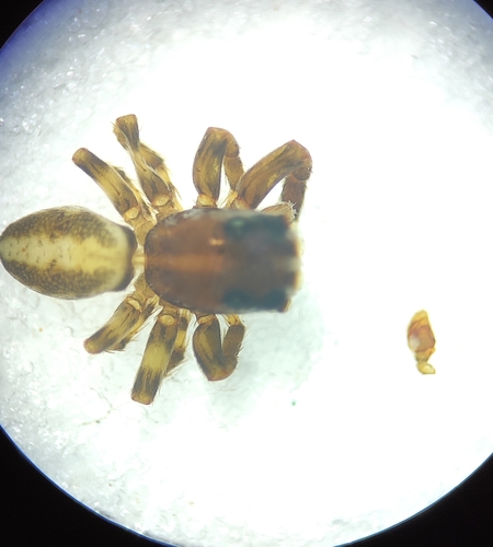 Edilemma foraminifera