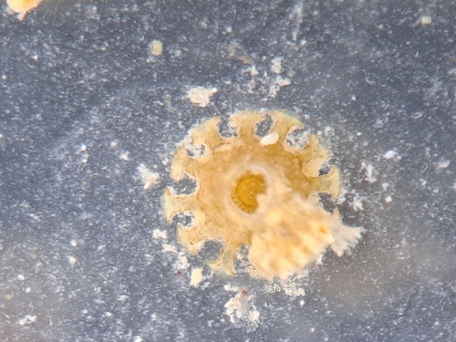Hydroides dirampha observed 2025-01-10